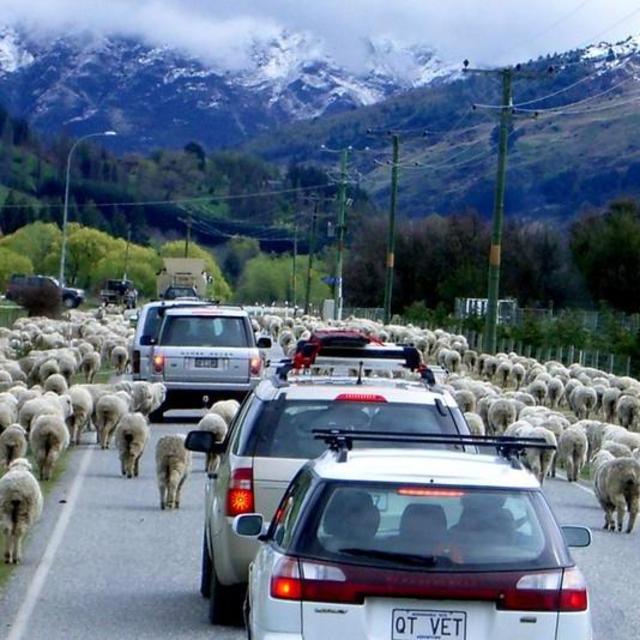 Rental Car