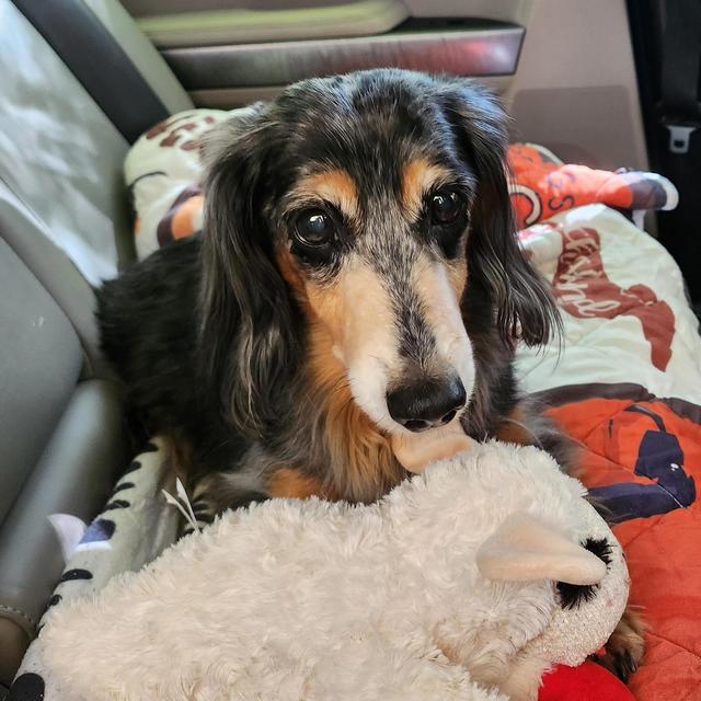 Our Pet Toy Fund