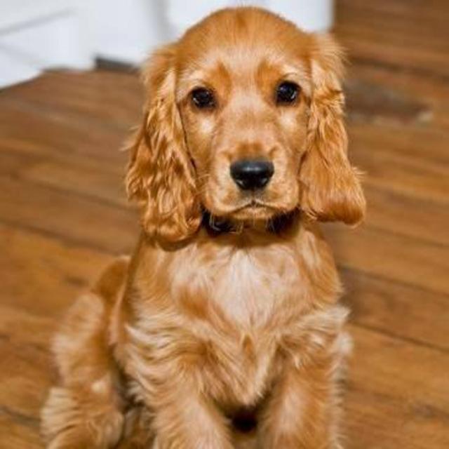Puppy Fund!