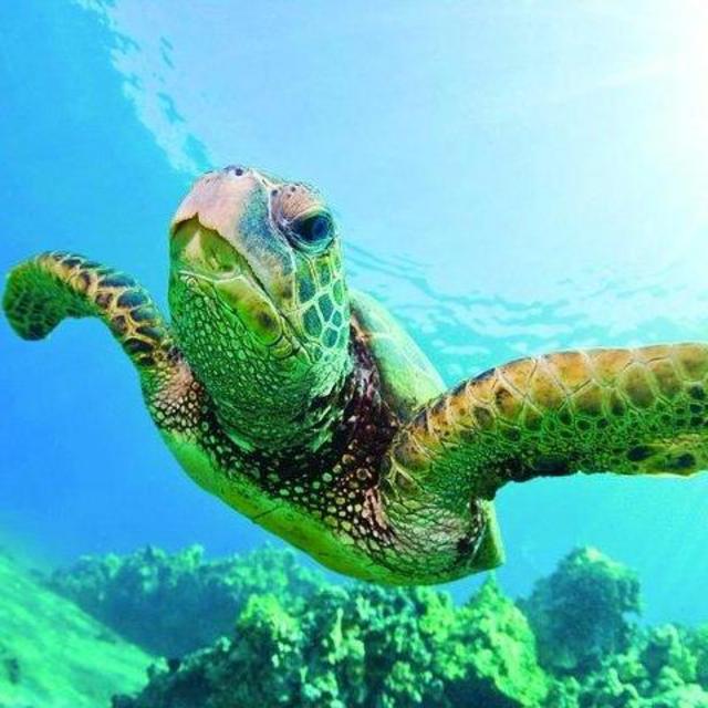 Honeymoon! - Turtle Snorkeling Cruise
