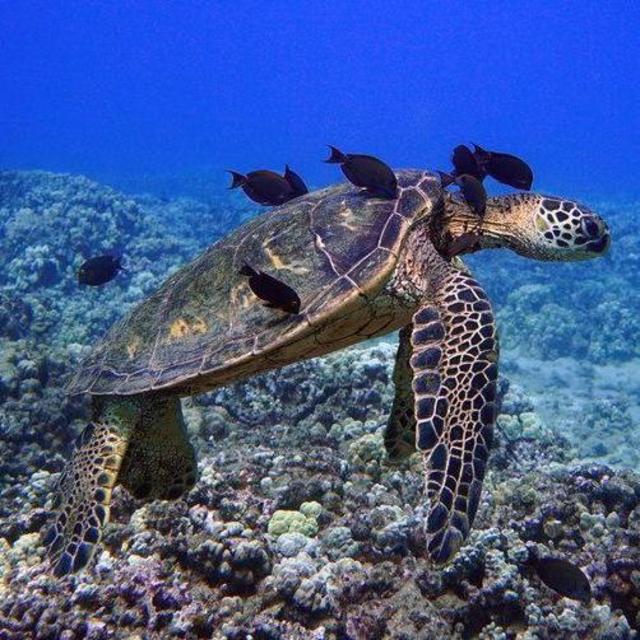 Molokini Snorkeling Trip