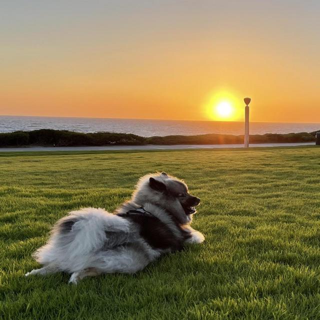 A Yard for Mowgli