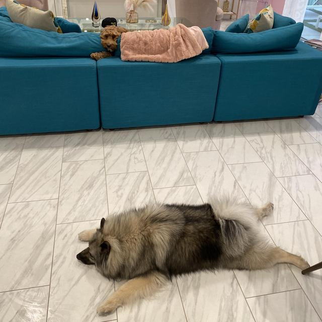 Decor & rugs