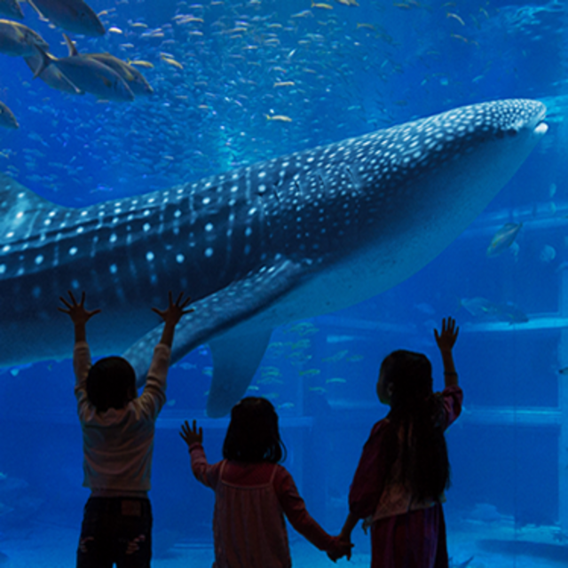 Honeymoon! – Kaiyukan Aquarium in Osaka