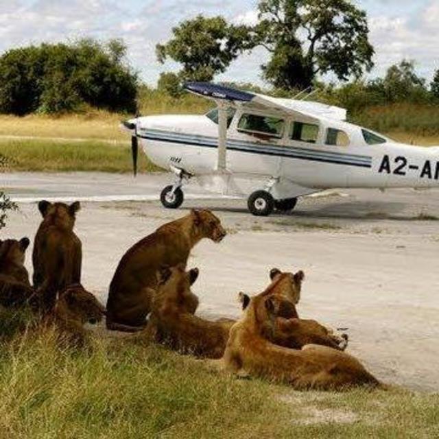 Bush Flying Safari