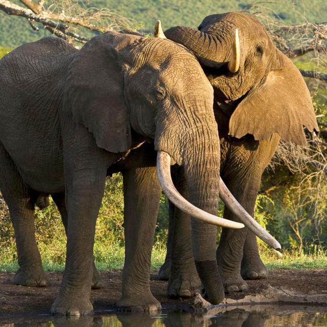 Masai Mara Weekend Safari