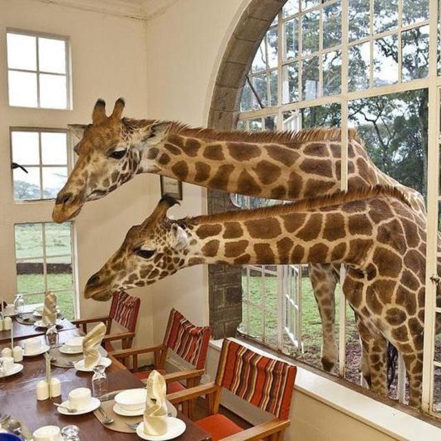 Breakfast with the Giraffes