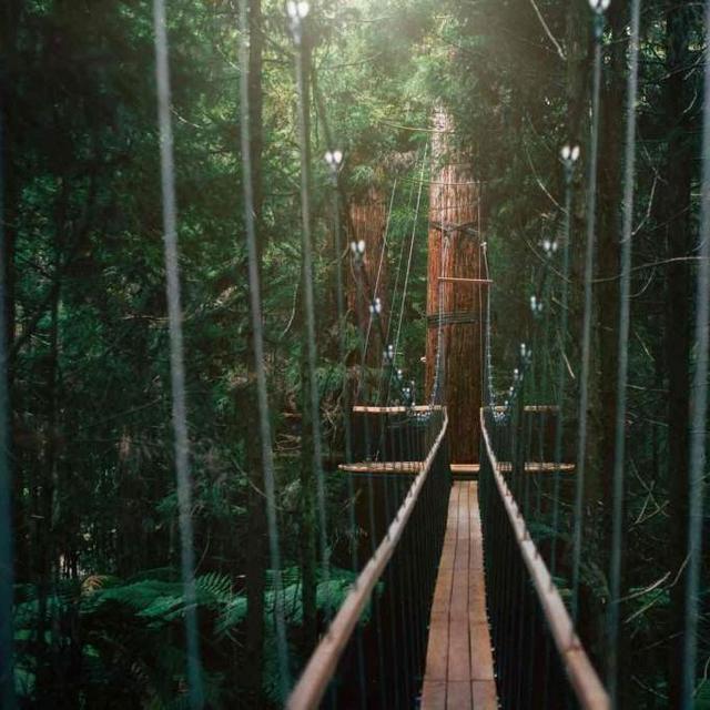 Rotorua Redwoods Forest Treewalk