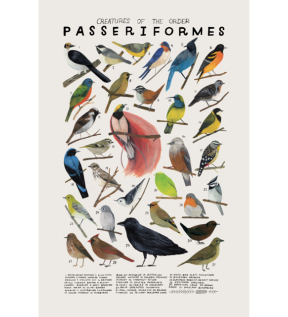 Creatures of the order Passeriformes