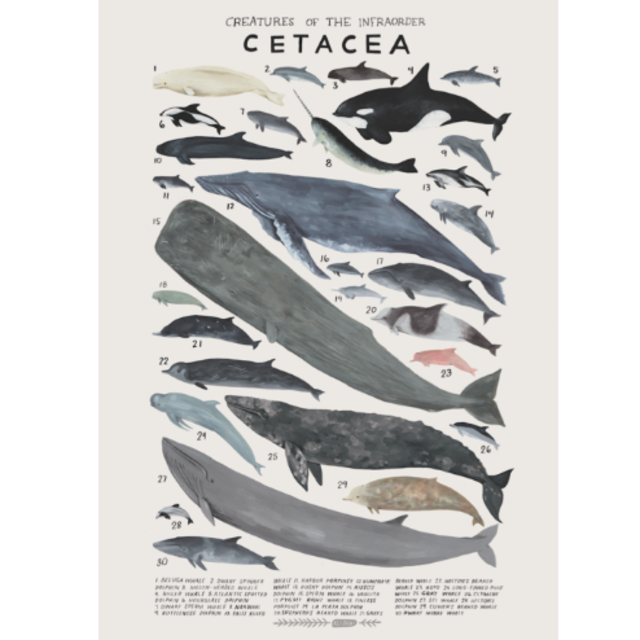 Creatures of the infraorder Cetacea