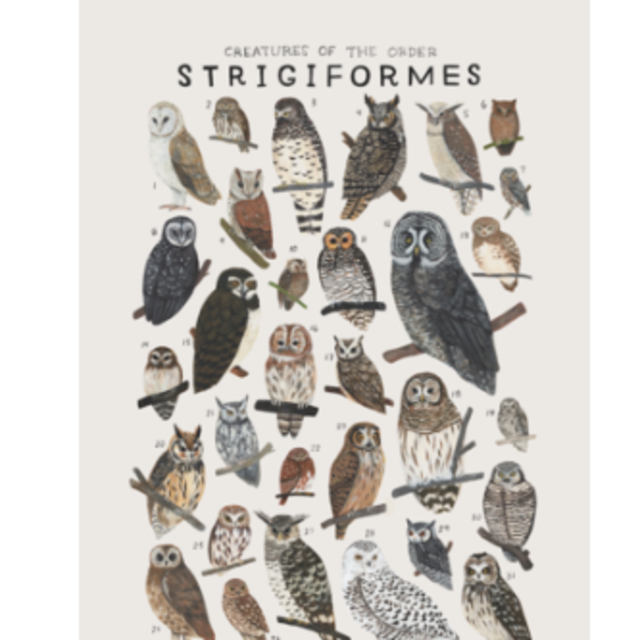 Creatures of the order Strigiformes