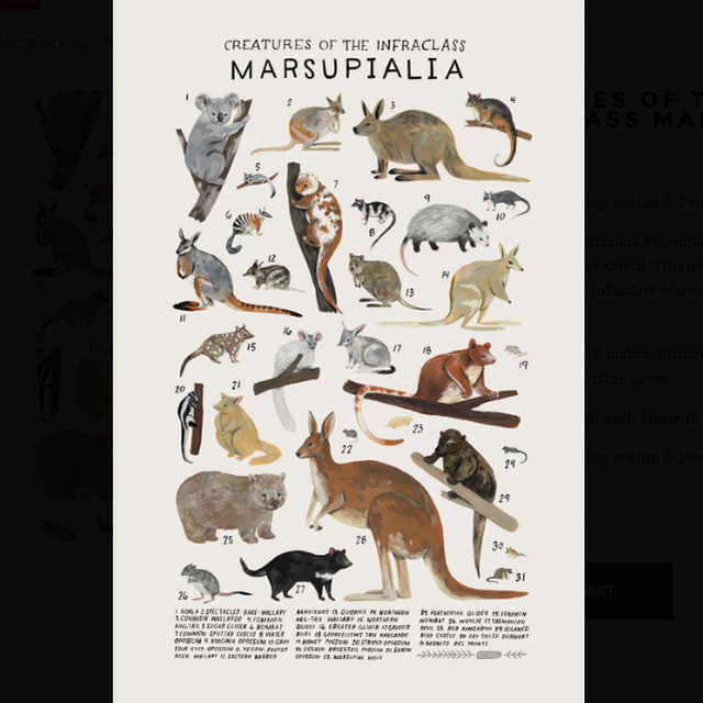 Creatures of the infraclass Marsupialia