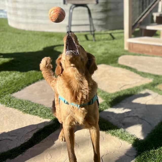 Cleo's Dog Sitting