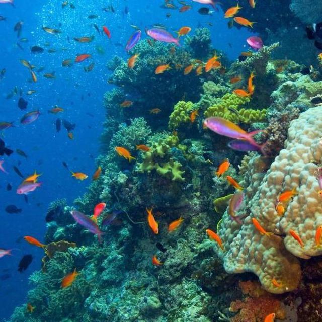 Australia Honeymoon Fund