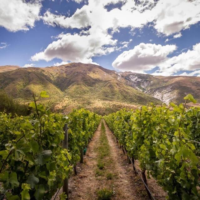 Honeymoon Vineyard Tour