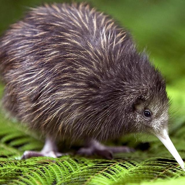 Honeymoon Kiwi Park Admission
