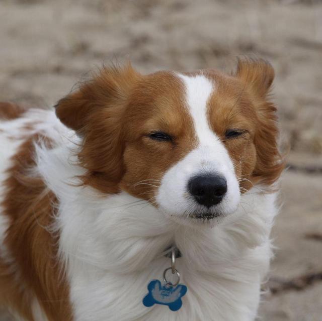 Dog Fund