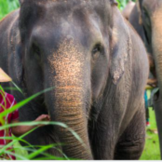 Visit to the elephant sanctuary