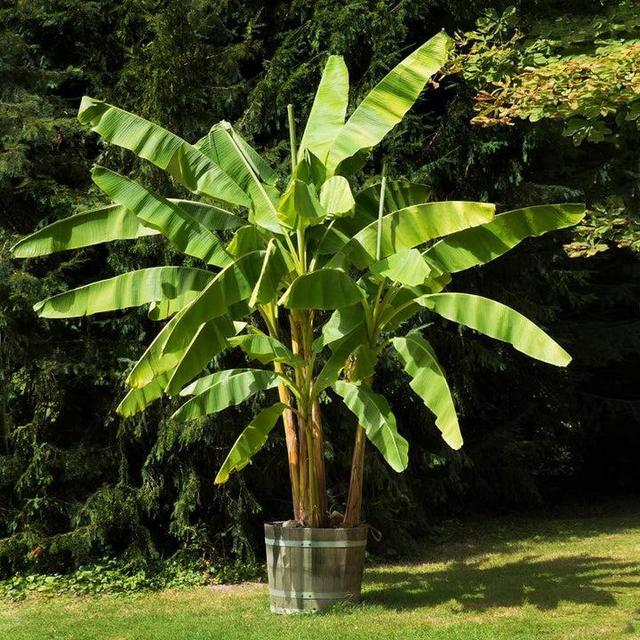 Cold Hardy Banana Tree Musa 'Basjoo'