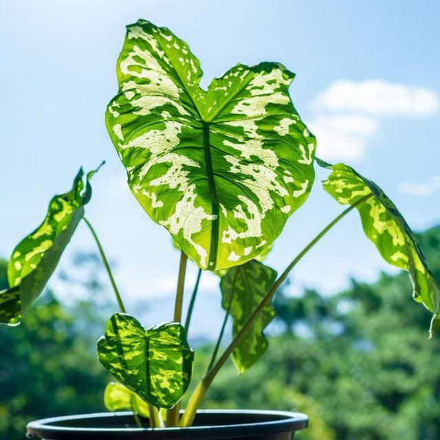 Colocasia 'Hilo Beauty'