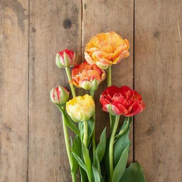 Gudoshnik Double Tulip Bulb (10 units)