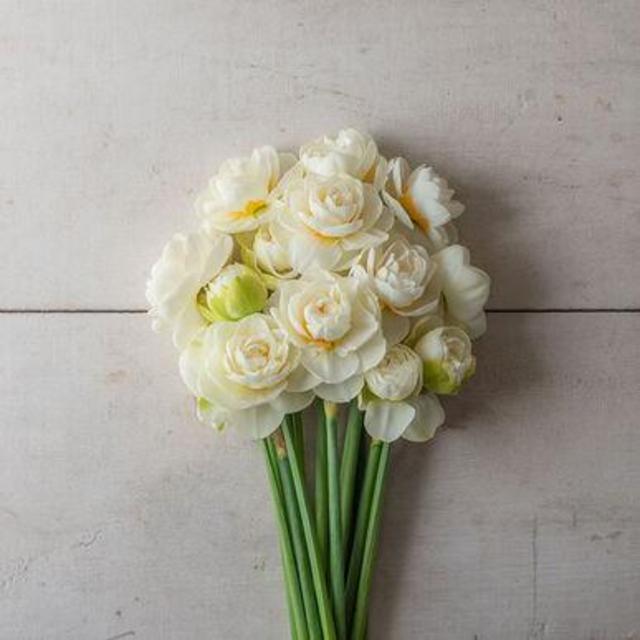 Gay Tabor Narcissus Bulb (10 units)