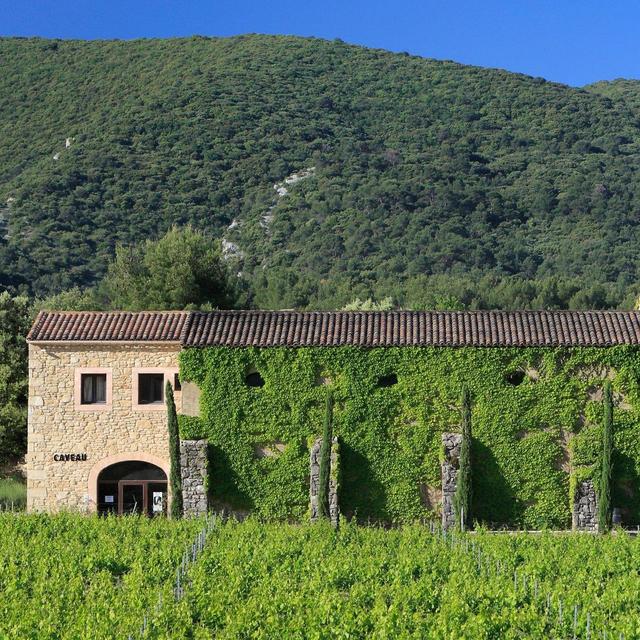 Winery Visits in Provence