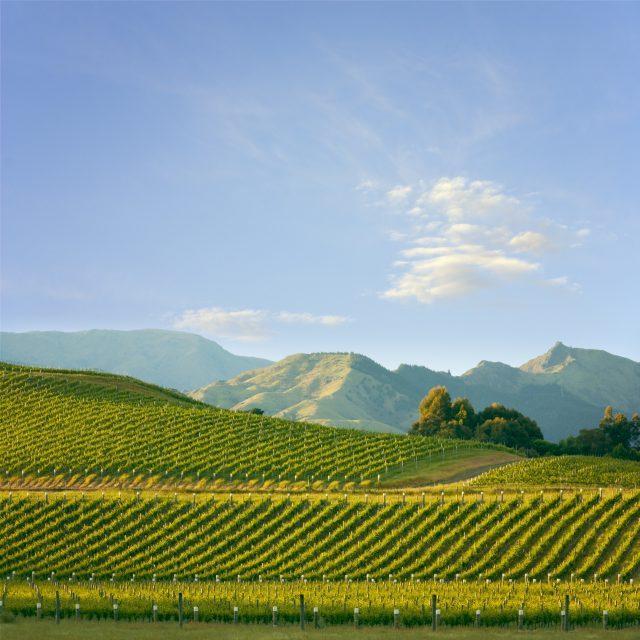 Wine Tasting in New Zealand's Marlborough Region