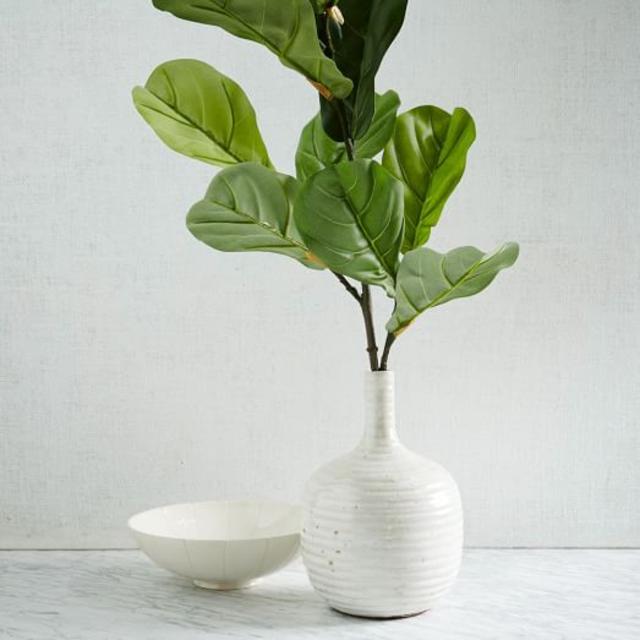 Fiddle Leaf Fig Branch