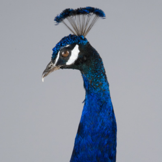 Taxidermied Peacock