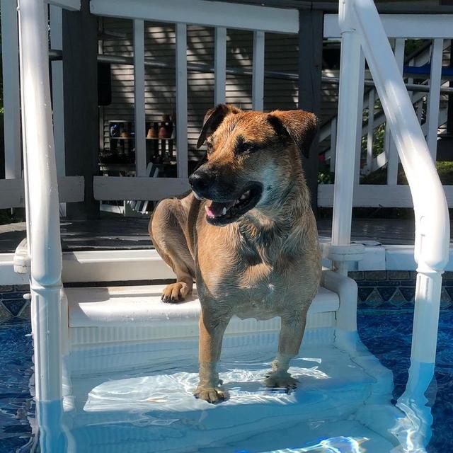 Pet Hotel For Our Honeymoon