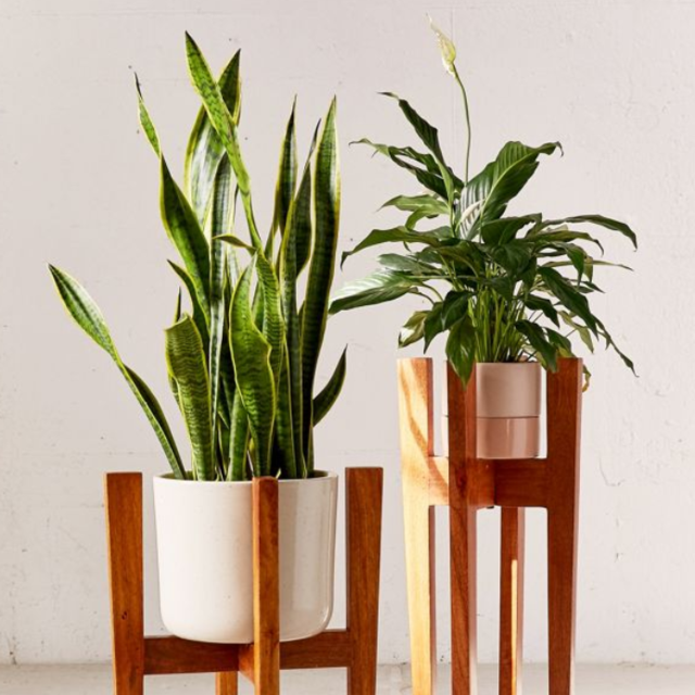 Mature snake plant + pot