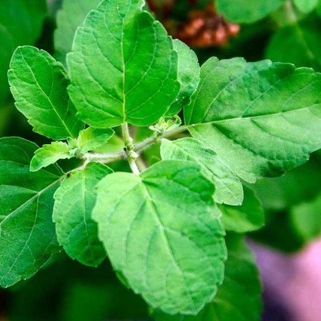 Herbs and Veggie Plants for Garden Boxes