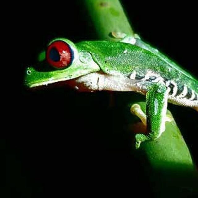 Nocturnal Rainforest Guided Hike