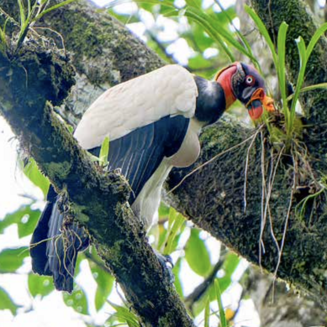 Birdwatching tour in Playa Cativo's Nature Protected Reserve, Tropical Gardens and Piedras Blancas National Park