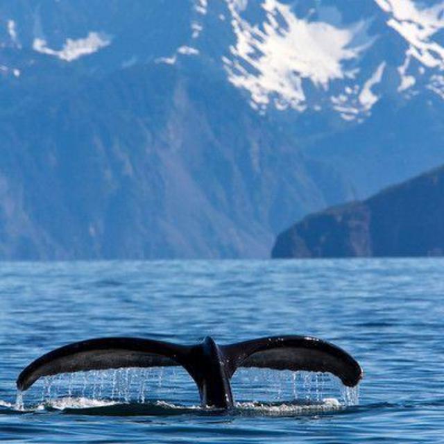 Whale Watching/Salmon Fishing on our Honeymoon