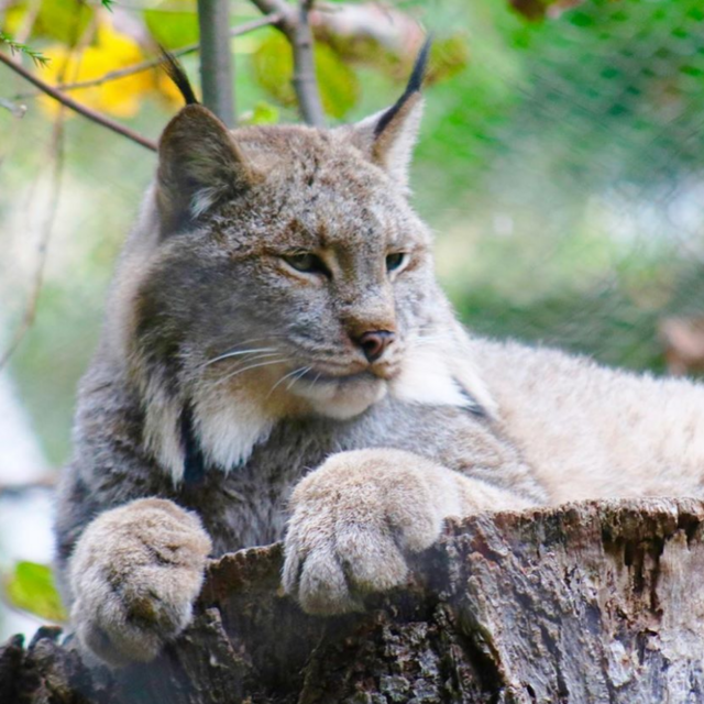 Zoo New England Membership