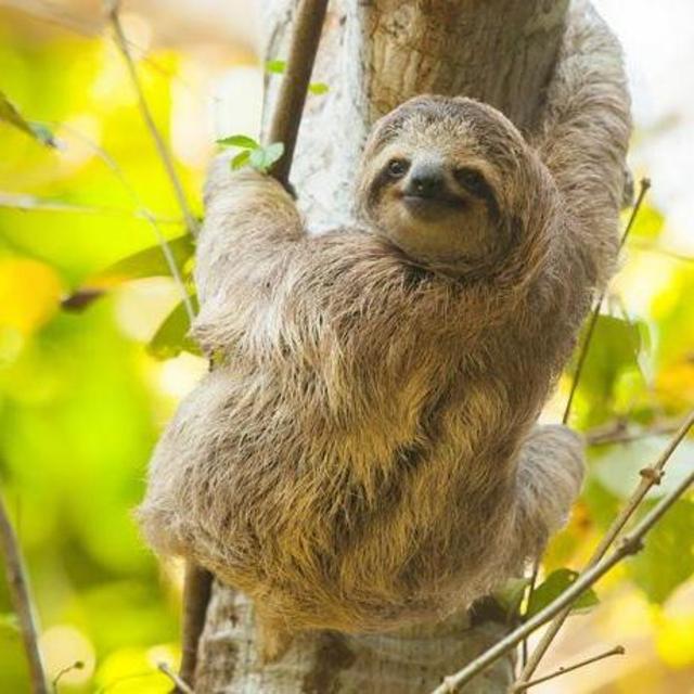 Cano Negro Boat Tour