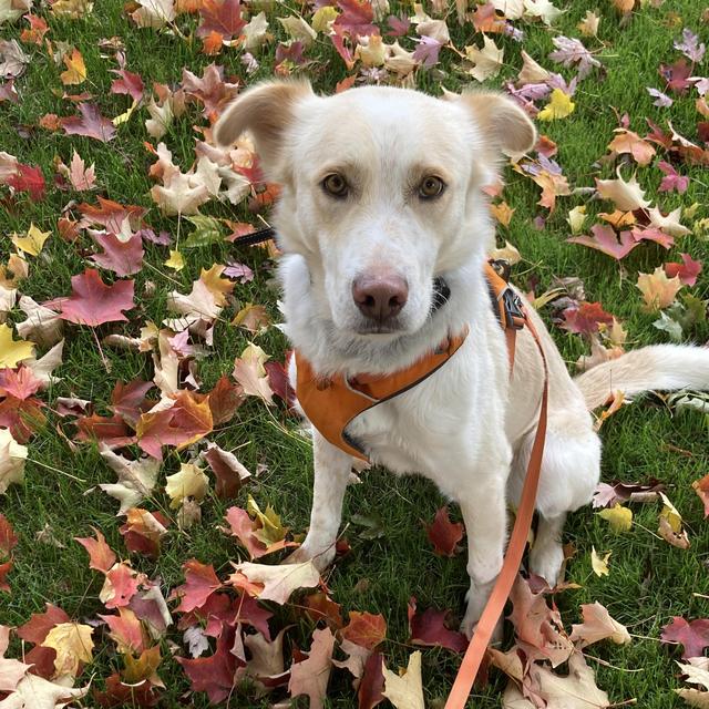 Teddy-Needs-A-Fence Fund