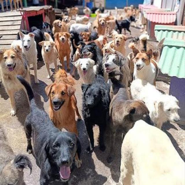 Dog Shelter “Lucky”