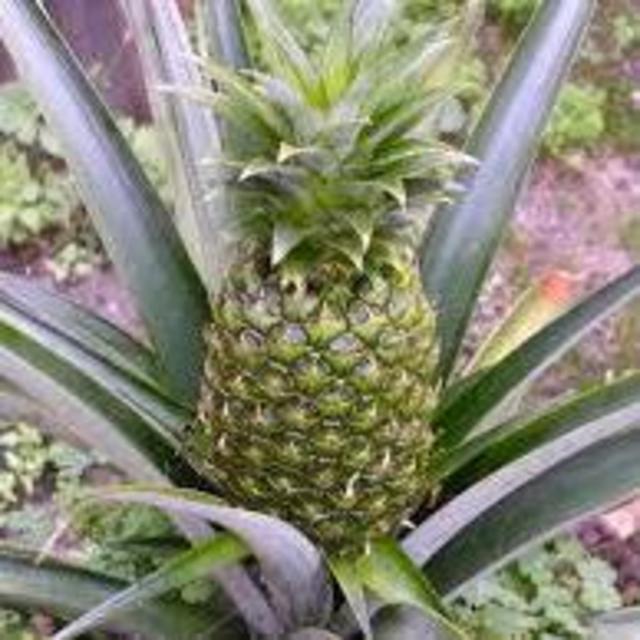Pineapple Fund