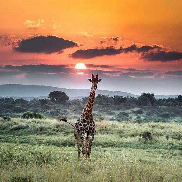 South African Honeymoon Safari