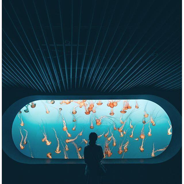 Tickets to the Monterey Bay Aquarium