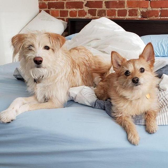 Pet Hotel For Our Honeymoon