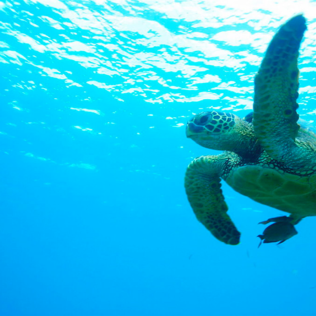 Snorkeling adventure for two