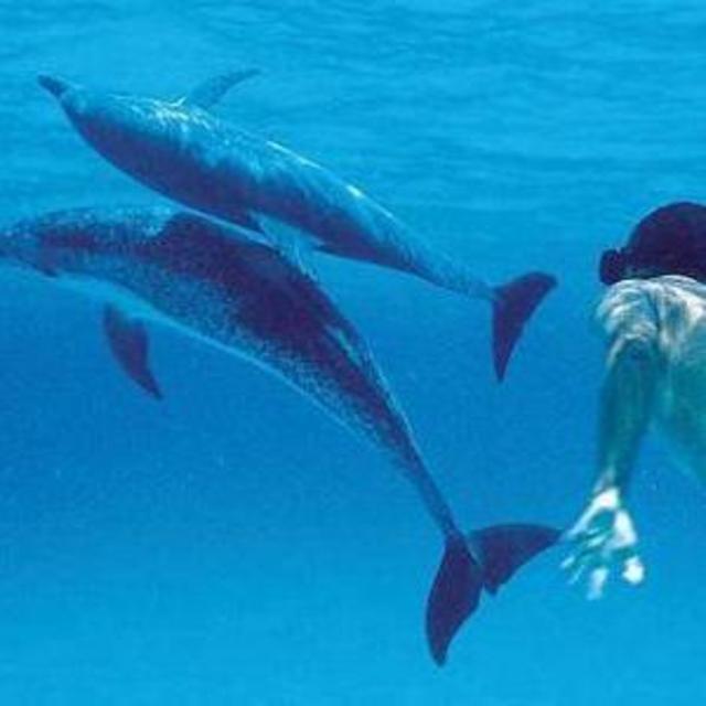 Swimming with dolphins