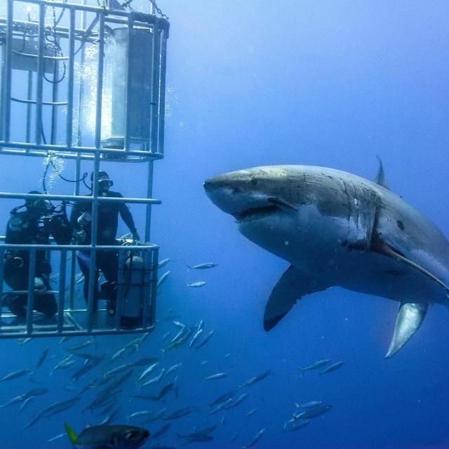 shark cage adventure!!