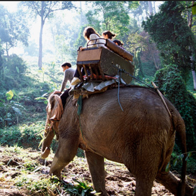 Thailand Jungle Trek Aboard an Elephant
