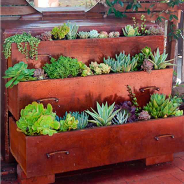 Start our Garden: Succulents & Herbs