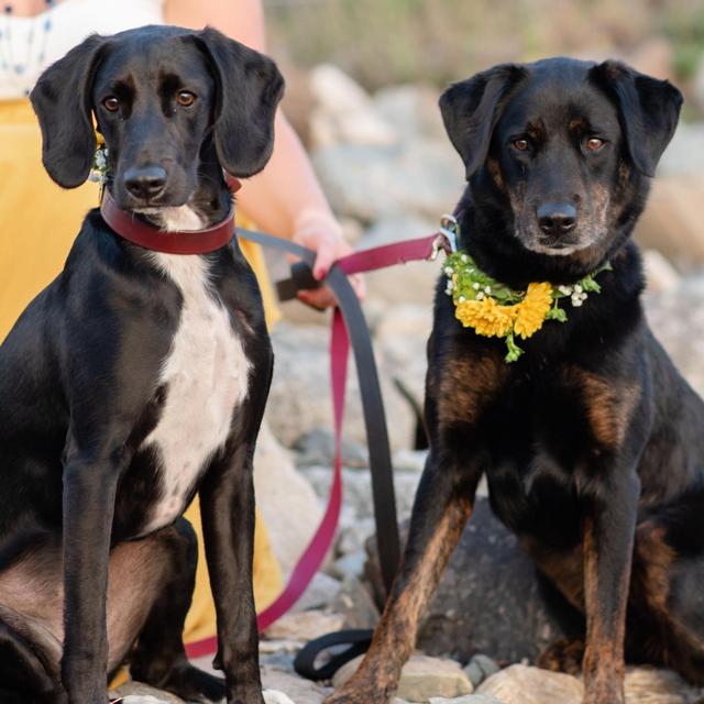 Kadie and Jackson "staycation" Fund
